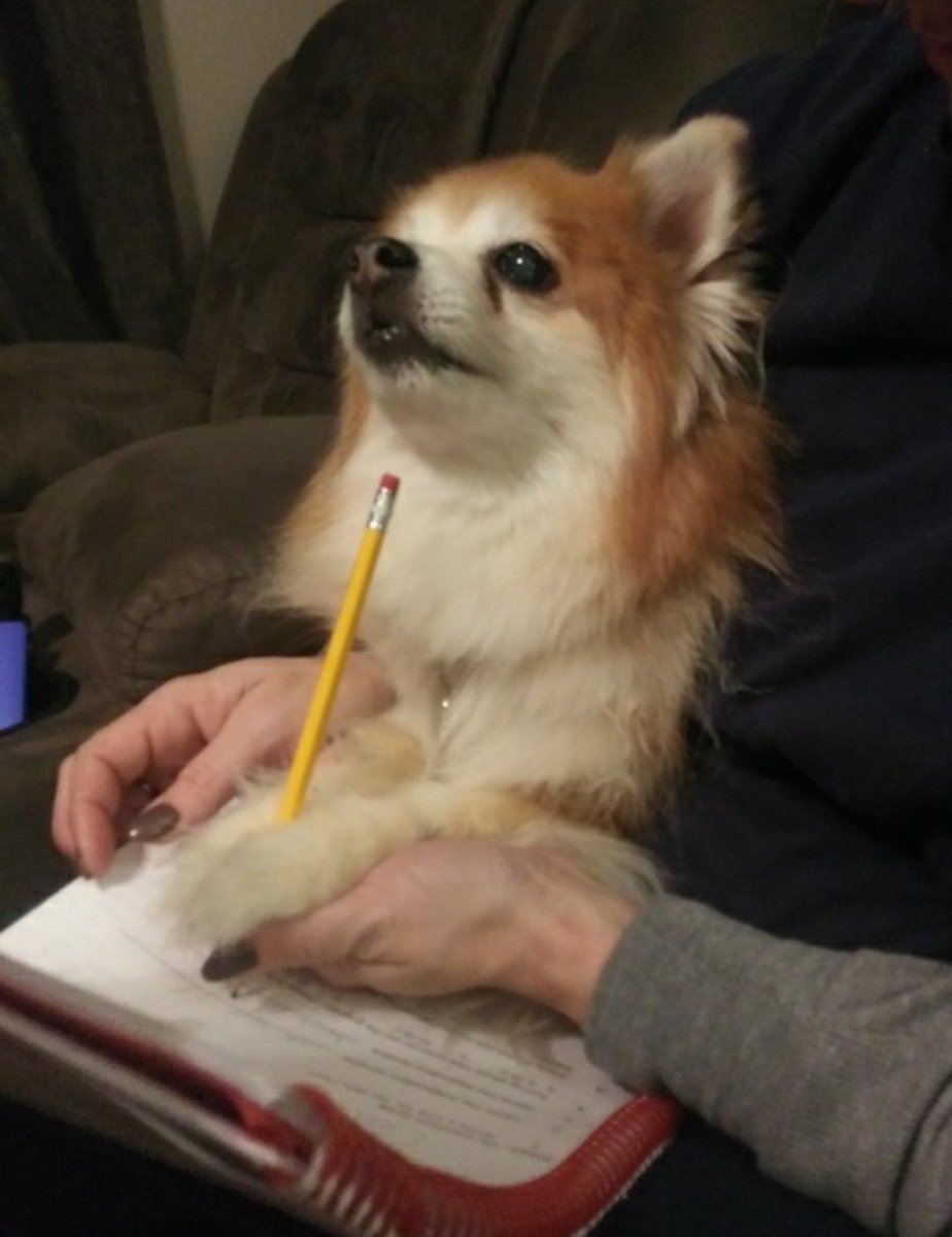 BTBOCESPTECHHS's tweet photo. Doggies and Bunnies and hedgehogs, "Oh my!" #Adorables doing homework in your feed for days. #BeThe1To  #spreadkindness #CountEveryVote (@ProfMAGeorge on IG) @SoTierPTECH @BTBOCES_PTECH9 @k_molyneaux @BroomeBOCES @BtTechAcademy https://t.co/brNfyTz271