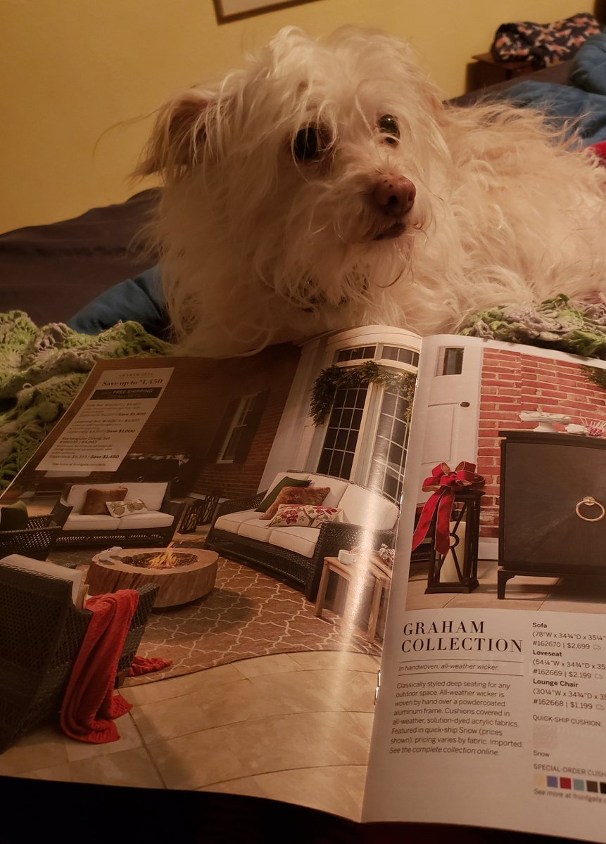 BTBOCESPTECHHS's tweet photo. Doggies and Bunnies and hedgehogs, "Oh my!" #Adorables doing homework in your feed for days. #BeThe1To  #spreadkindness #CountEveryVote (@ProfMAGeorge on IG) @SoTierPTECH @BTBOCES_PTECH9 @k_molyneaux @BroomeBOCES @BtTechAcademy https://t.co/brNfyTz271