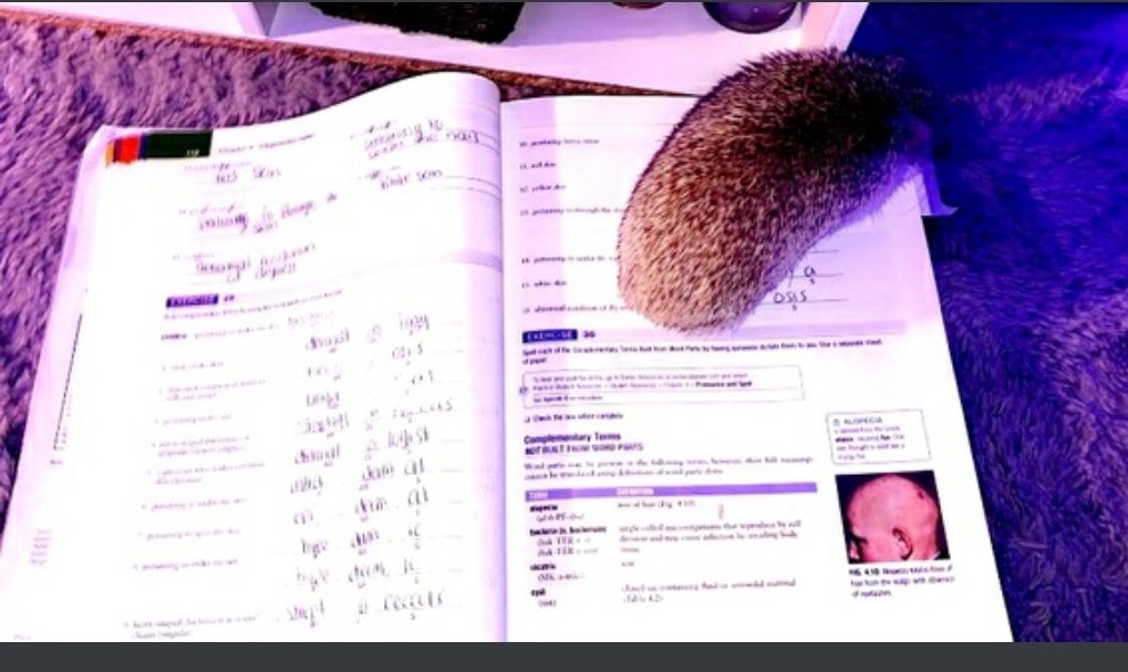 BTBOCESPTECHHS's tweet photo. Doggies and Bunnies and hedgehogs, "Oh my!" #Adorables doing homework in your feed for days. #BeThe1To  #spreadkindness #CountEveryVote (@ProfMAGeorge on IG) @SoTierPTECH @BTBOCES_PTECH9 @k_molyneaux @BroomeBOCES @BtTechAcademy https://t.co/brNfyTz271