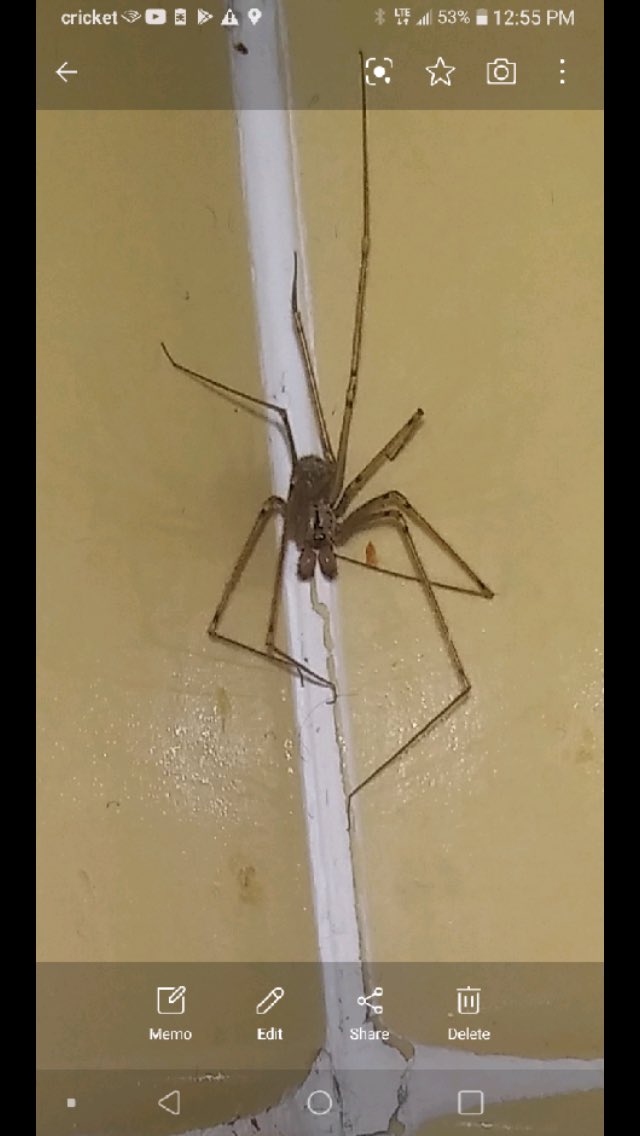 Hnyb123's tweet photo. What kind of spider is this?  Any ideas?! #arachid #spider #whatkindofspideristhis #identifythisspider #spider #housespider https://t.co/Iy3BZbBuu0