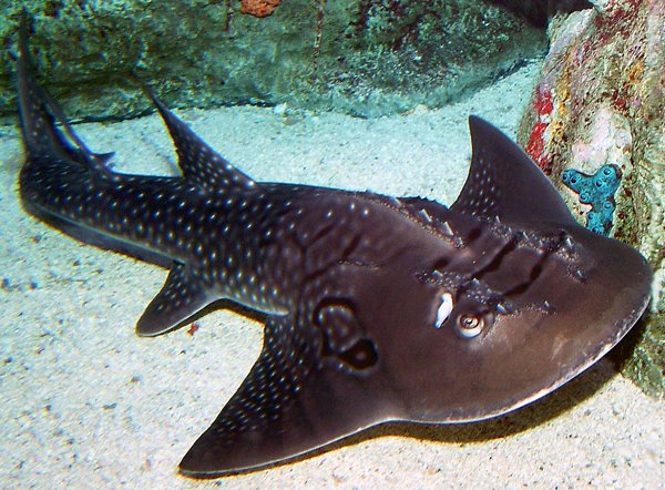 Oprah and the bowmouth guitarfish (Rhina ancylostoma) get an A+ from me! These animals primarily feed on crustaceans and mollusks that they hunt for on the ocean floor and sediment. : Aquarium of the Pacific