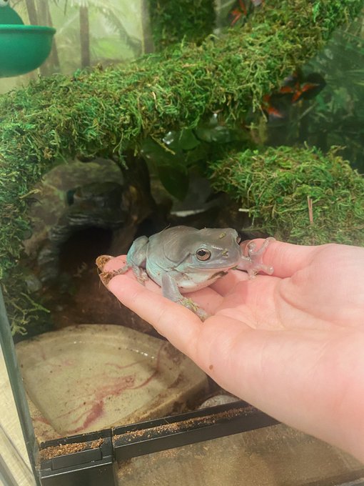 Can I offer you a frog in these trying times? https://t.co/HYiqEr6Jky<a href="/tag/cameo"class="tags"><span>#cameo</span></a>