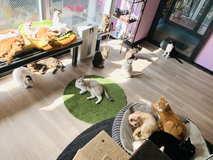 22年版 神戸でおすすめの猫カフェ10選 可愛い猫たくさん 猫カフェナビ