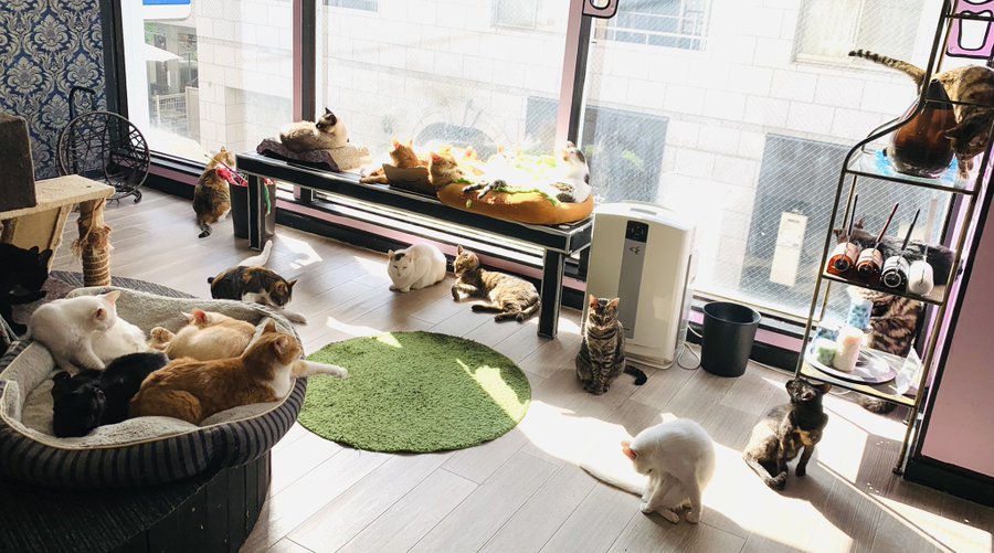 22年版 神戸でおすすめの猫カフェ10選 可愛い猫たくさん 猫カフェナビ