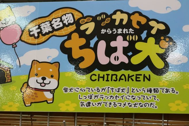 しばちば 千葉県 ちば犬 匝瑳市 千葉県 ちばけん ちば犬 ちば犬とちば犬 落花生から生まれた ちば犬 という犬 頭が千葉県の形をしたなのはな色の二足歩行の犬 チーバ君より生まれたのは先 しばちばも名前や見た目が似てますが この しばちば 千葉県 ちば犬 匝瑳市 千葉県 ちばけん ちば犬 ちば犬とちば犬 落花生から生まれた ちば犬 という犬 頭が千葉県の形をしたなのはな色の二足歩行の犬 チーバ君より生まれたのは先 しばちばも名前や見た目が似てますが この