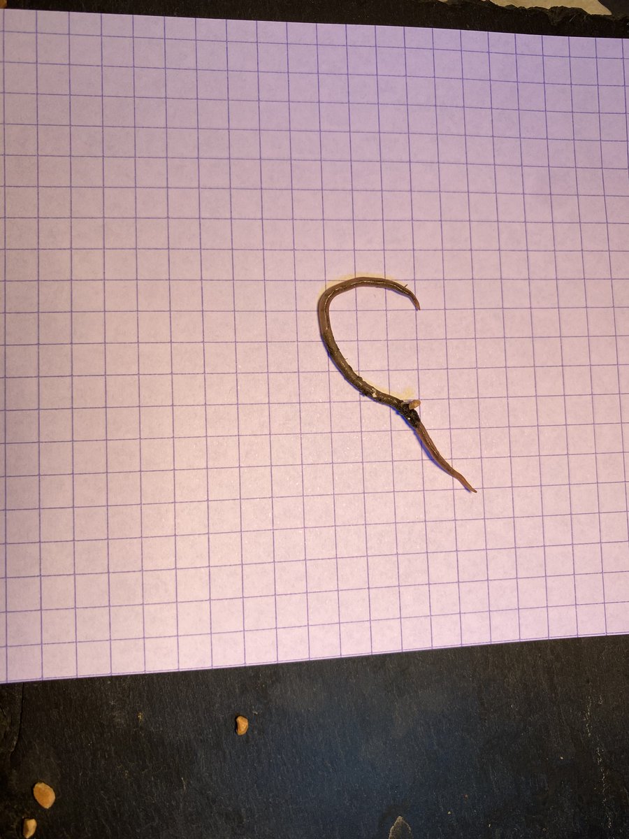 ロシ 駆虫治療中の亀から巨大な線虫が出た 甲長8センチから4センチ超の寄生虫 さすがに心配になる 一体どれくらい寄生虫がいるのだろうか リクガメ ヘルマンリクガメ ダルマティアヘルマンリクガメ 爬虫類好きさんと繋がりたい