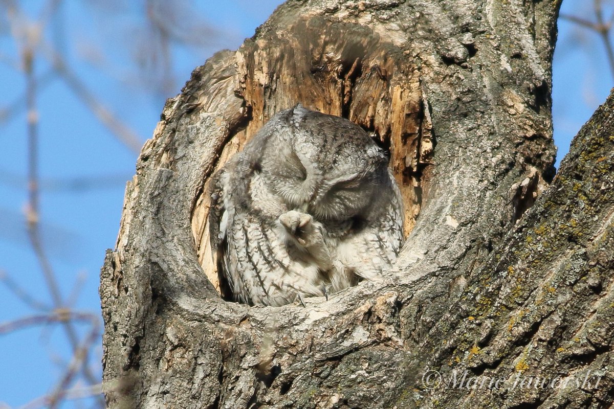toothpick97's tweet photo. The Highlight of my day #birdwatching was finally finding this #EasternScreechOwl. Absolutely Amazing!! So well camouflaged too. 🦉❤️

#Owl    
#owls 
#birdphotography 
@OwlsCentral https://t.co/8wdi9KXGeQ