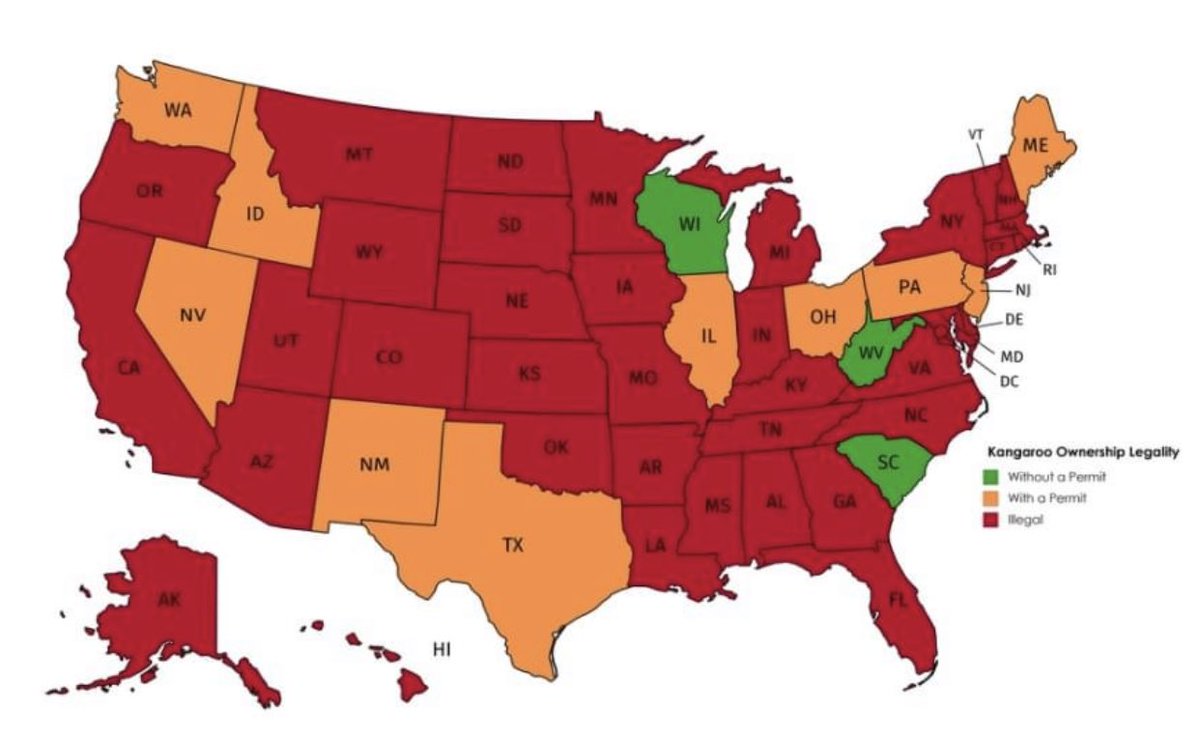 Tired of the electoral map? Here is a map of the legality of owning a Kangaroo by state.
