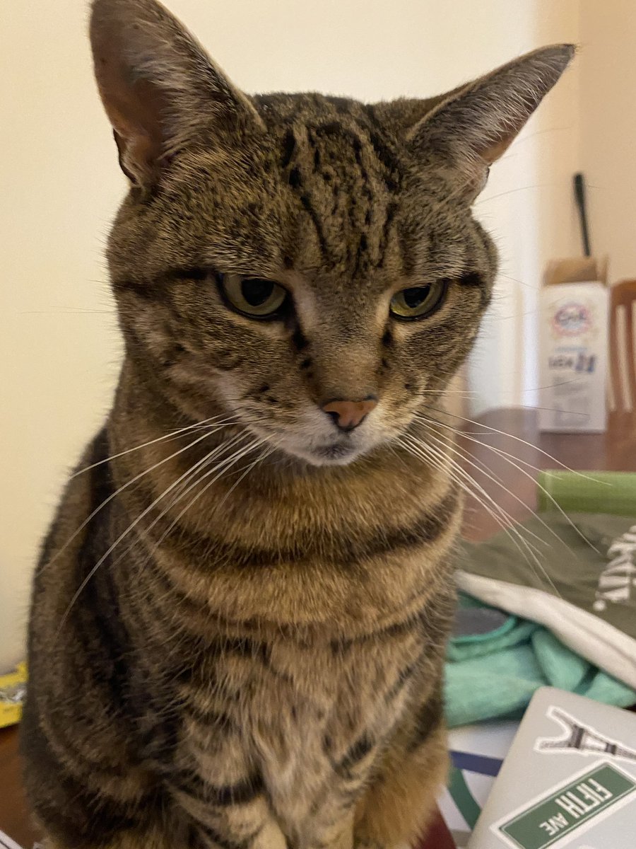 Sassy 🧡and 🌈 This Puss 🌈 tweet media