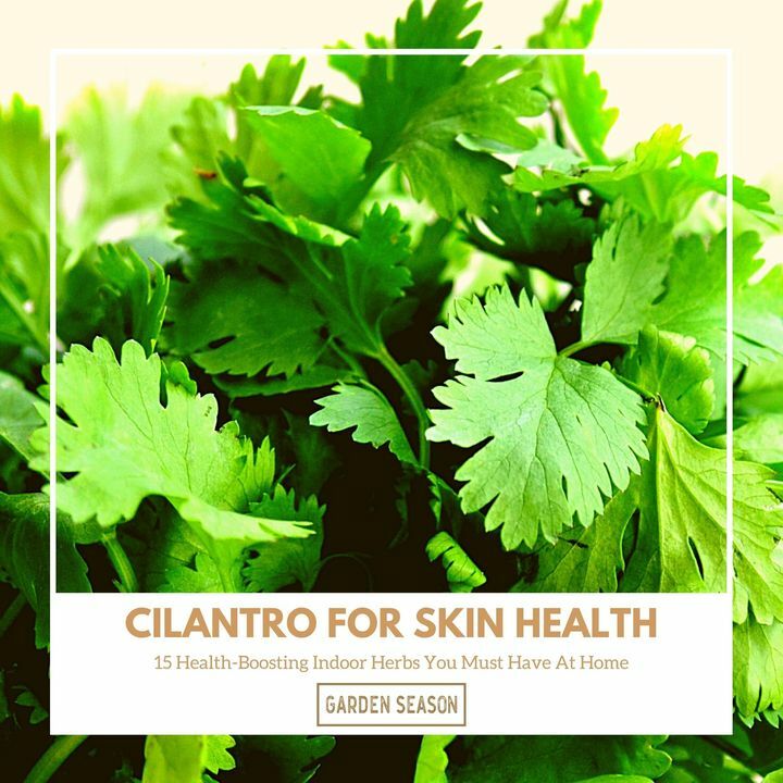Cilantro has antiseptic and antioxidant effects which boost overall well-being too. Externally, cilantro and coriander, with their antibacterial and antifungal agents are used to help treat skin disorders naturally.

bit.ly/indoor-herbs-h…