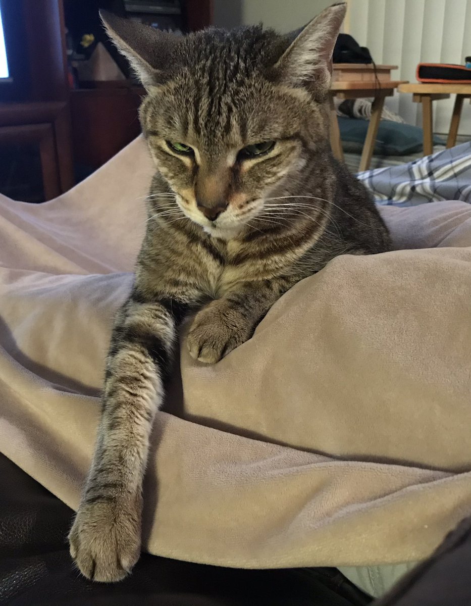 Feline Foursome 😻😹🙀😽 tweet media