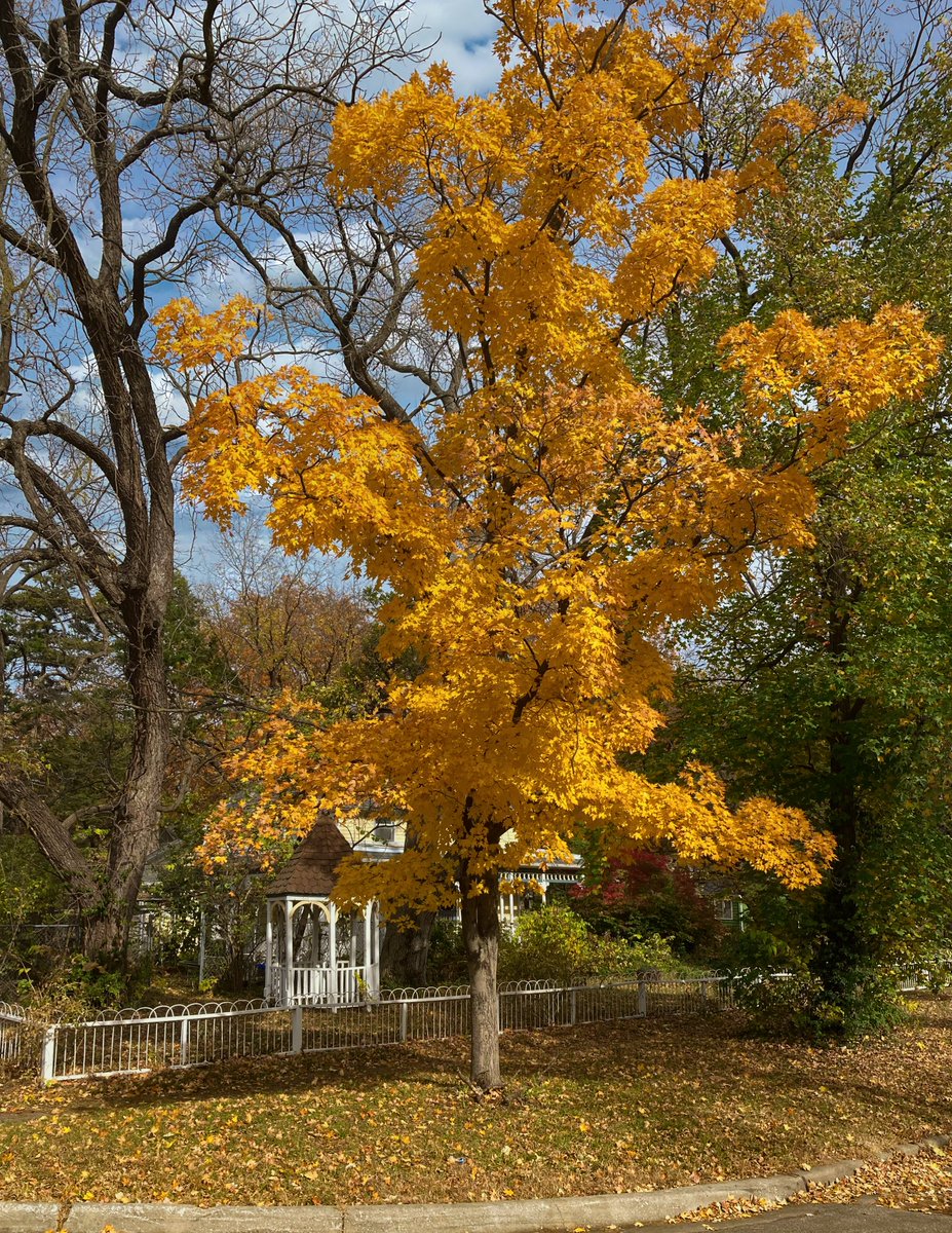 roscoepoet's tweet photo. Looking good Lawrence #FallFoliageWars https://t.co/pHFG5IrPIl