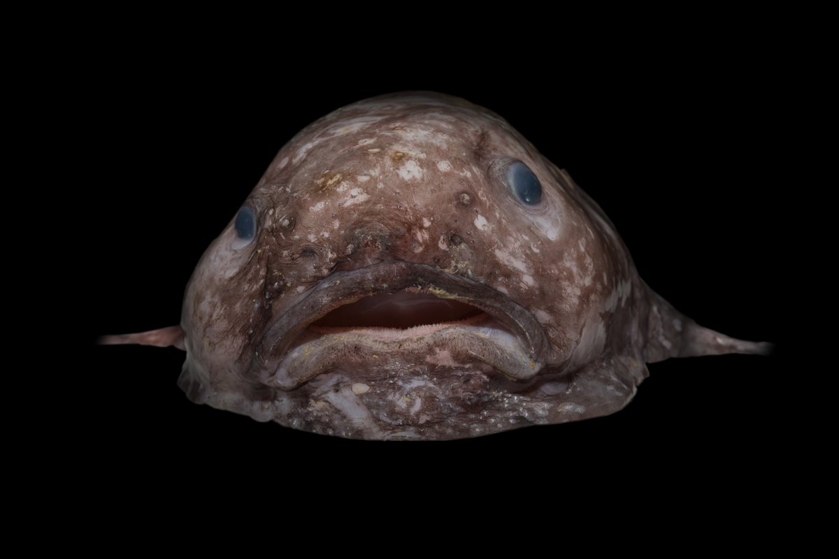 'Bob' a Smooth-head Blobfish collected on  #SamplingtheAbyss resides in  @MelbourneMuseum Ichthyology collections. Linking Bob's data & image allows scientists to map biodiversity for marine reserves preservation.  #DigitsForGood  @NESPmarinehub  @CSIRO  http://tiny.cc/vj81tz&nbsp;