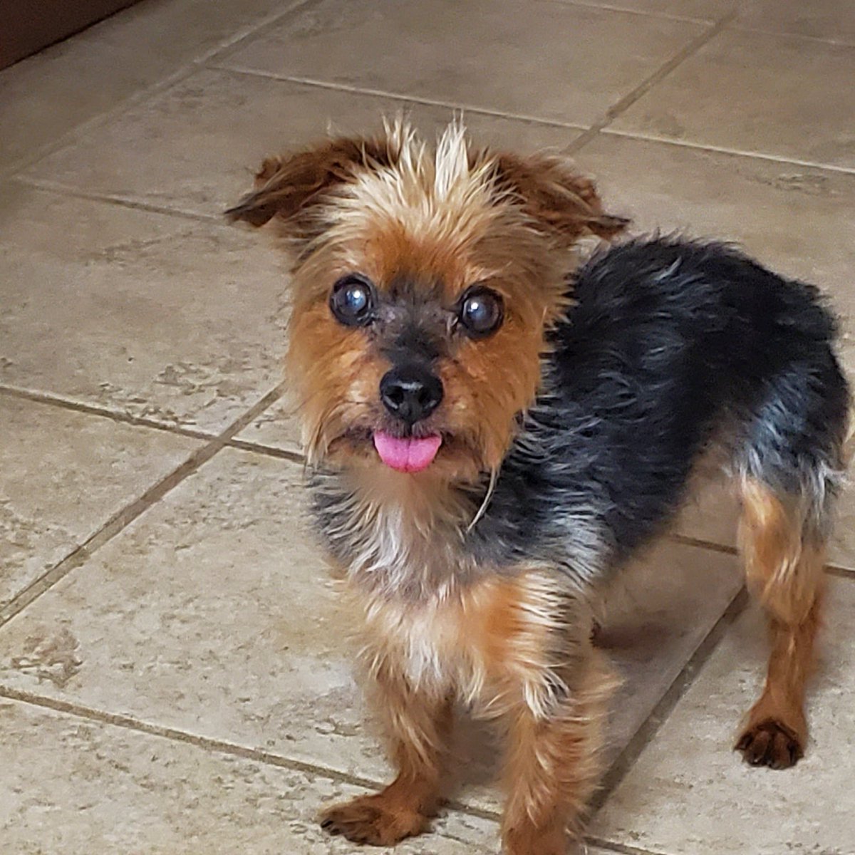 JasonFrazerTV's tweet photo. Seeing a lot of craziness on social media regarding this election. So we interrupt this regularly scheduled program to introduce you to cute animals starting with my dog Linney. #Election2020 #BreakFromPolitics #CuteDog https://t.co/vbfi6tcsec