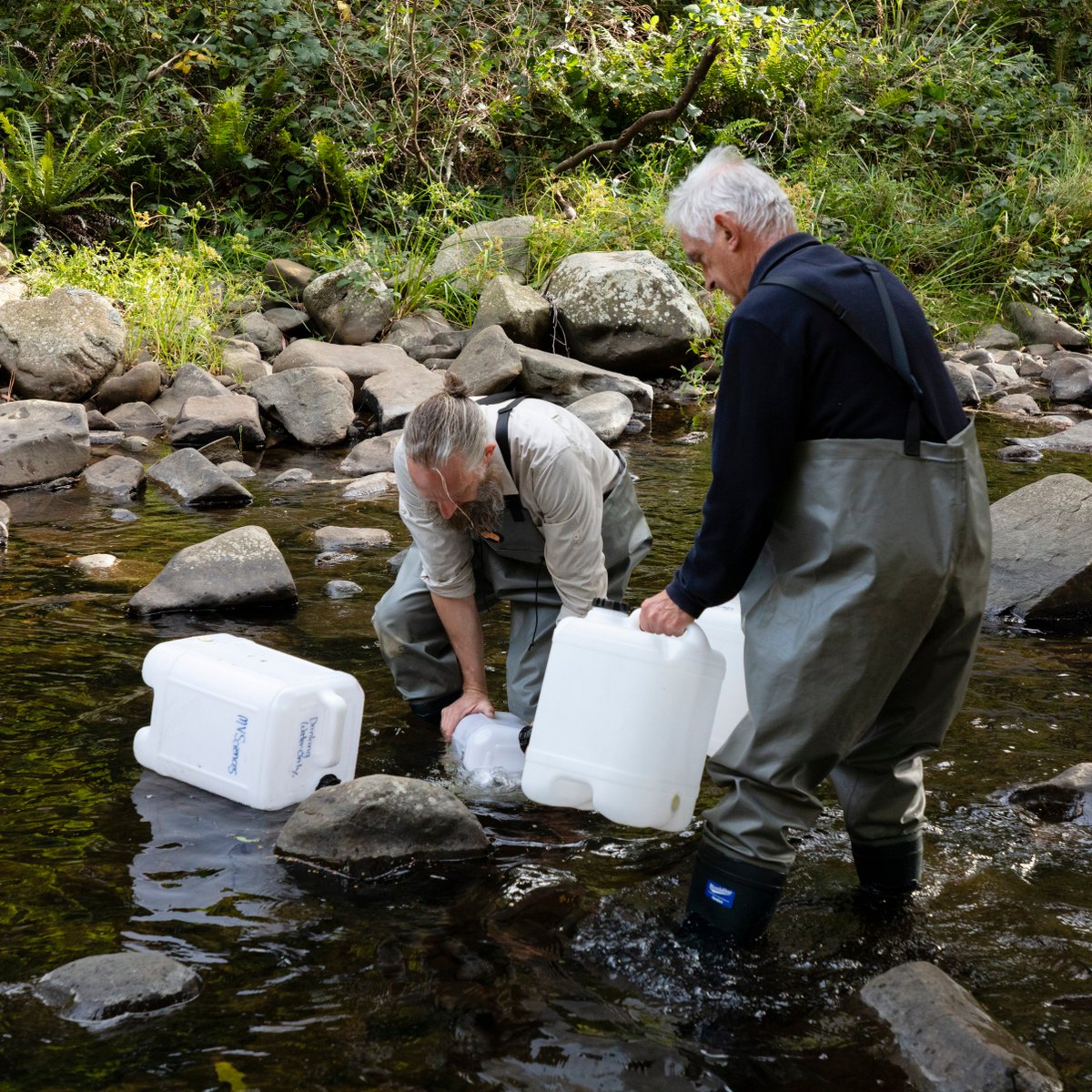 Wade into the waters of the Cumberland River with Dr Julian Finn & Dr Richard Marchant and learn more about work done with  @ParksVictoria on the Otway Bioscan here:  https://collections.museumsvictoria.com.au/articles/16719   #DigitsForGood
