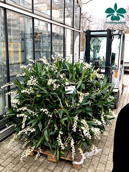 OrchIDEENKarge's tweet photo. Etwas Delikates zum Donnerstag 😄

OrchIDEE: Dendrobium Delicatum 

#OrchIDEEN #OrchIDEE #OrchIDEENgarten #Dahlenburg #Niedersachsen #orchid #orchids #orchidaceae #OrchIDEENblüten #Blütenmeer #Blütenzauber #Blütenfoto #Onlineshop #Gewächshäuser #Dendrobium https://t.co/daKckljFRc