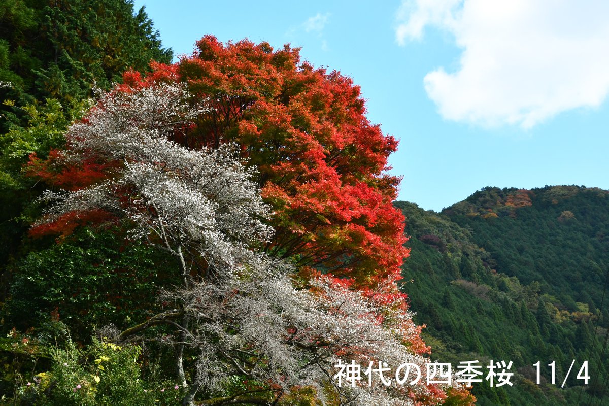 真庭観光局 真庭の紅葉情報２０２０ 11 5 蒜山高原の紅葉は今が見頃ですよ 大山では初冠雪の便りも 寒さも増してきましたので 温かい上着をご用意ください 鬼女台 見ごろ 福田神社 色づき 徳山神社 見ごろ 神代の四季桜 見ごろ 真庭の紅葉情報