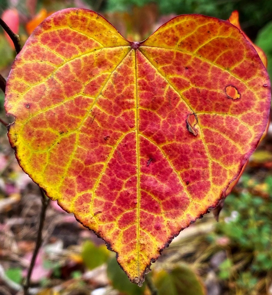 HeartMath UK tweet media