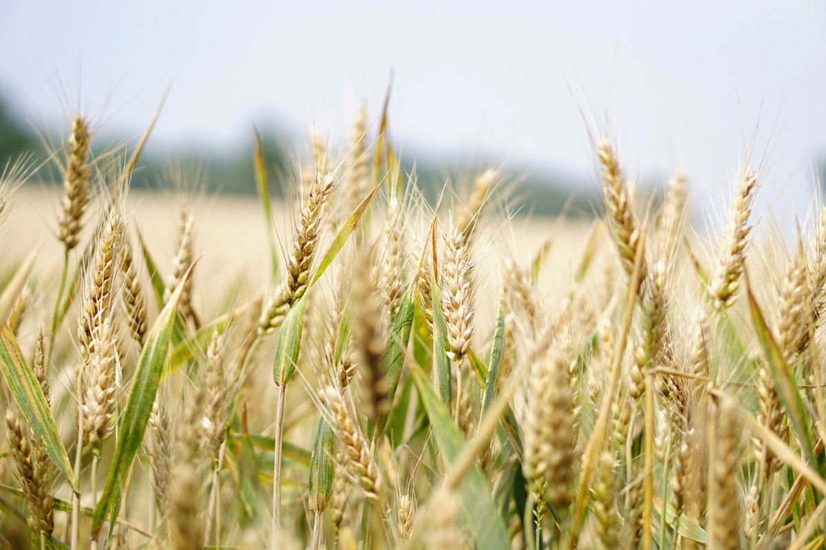 Amphasys's tweet photo. Check out our new #pollenExperBlog article on #wheat #pollenanalysis: https://t.co/x1mDZlF4Xb
Our wheat specialist Georg Röll introduces three methods for wheat #pollencollection in the field!
#plantbreeding #hybridwheat #aginnovation https://t.co/3lyN8Yu11l