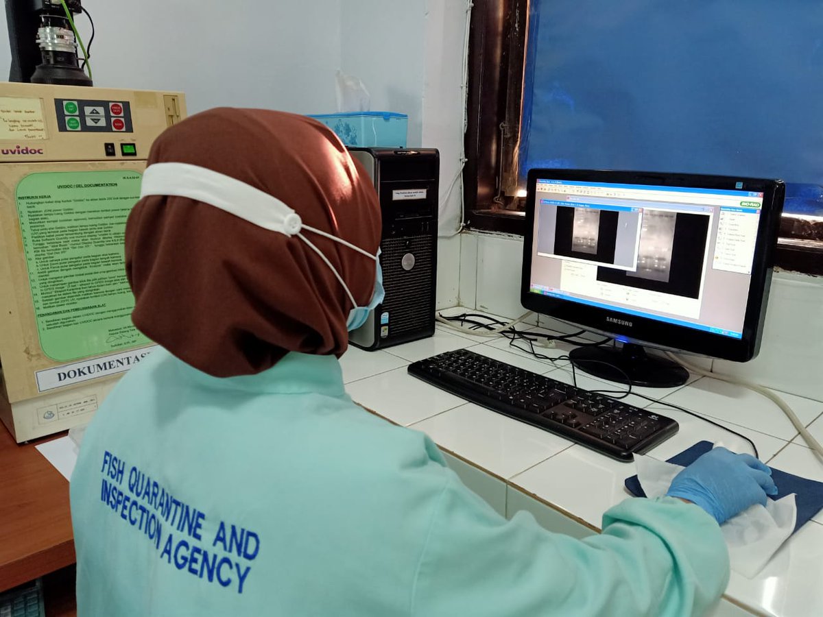 BPPMHKPMakassar's tweet photo. pengujian EHP, pd tahapan proses persiapan master mix first PCR dan nested PCR, dilanjutkan proses elektrophoresis dan dokumentasi hasil/visualisasi produk PCR secara konvensional, dengan target Media Pembawa Benur Udang Vannamei dan Udang Vannamei (05/11/2020).
#OneHealthKIPM https://t.co/3oLh9T6mf4