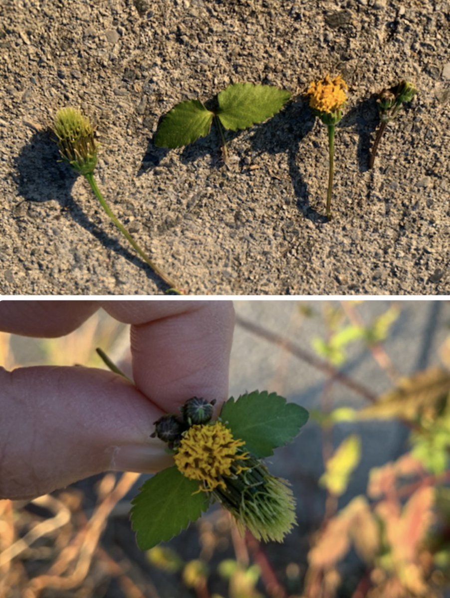 Inori お義母さんと土手を散歩をしながら キンエノコログサのウサギとセンダングサのミツバチをつくりました センダングサの蕾を眼に 花を胸に 葉を翅に 若い種を腹にして順番に持ちます 気に入っていますが 崖庭でセンダングサを見つけたら即抜き