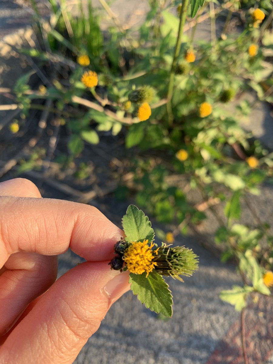 Inori お義母さんと土手を散歩をしながら キンエノコログサのウサギとセンダングサのミツバチをつくりました センダングサの蕾を眼に 花を胸に 葉を翅に 若い種を腹にして順番に持ちます 気に入っていますが 崖庭でセンダングサを見つけたら即抜き