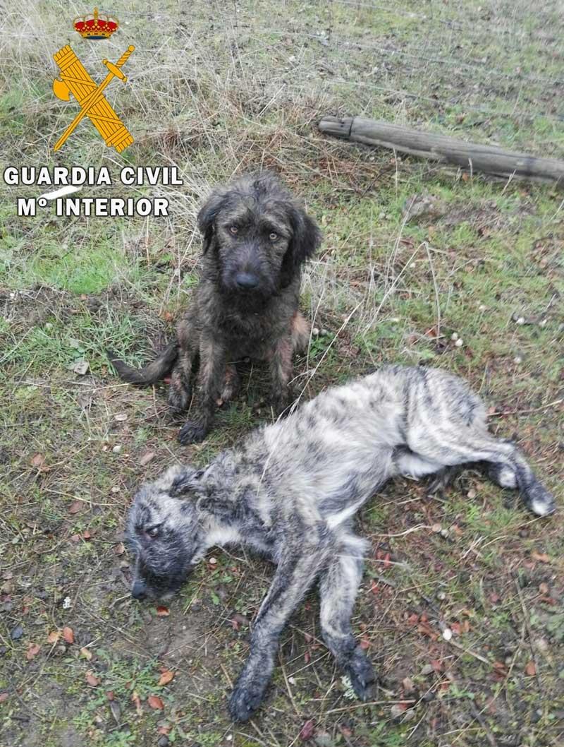 guardiacivil's tweet photo. Cuando se sufre se nota y es algo que no puede ocultarse. La mirada de estos dos pequeños animales después de ser liberados así lo demuestra. Si conoces algún caso de #MaltratoAnimal 

#Denuncia: 📲 #062 ¡Tú puedes ser su voz!
#YoSiPuedoContarlo https://t.co/LQKUAJx53U
