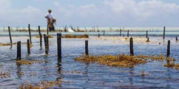 LTAfrique's tweet photo. 🔴#aquaculture : lancement en #Namibie de la première ferme de #varech à grande échelle au monde
#greenbusiness #ClimateInvestorTwo #CI2 #Kelp_Blue @NamPresidency #NIDIF #Eos_Capital #investissement #climate #Climat #ecologie @ocean_climate
👉https://t.co/rSJIHGWSK2 https://t.co/p317HXlttw