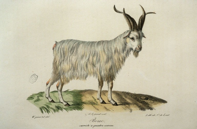 AurelienCapitan's tweet photo. Four-horned sheep and goats are associated with Hoxd1 mutations now in @biorxivpreprint https://t.co/pcQrEIpY89. An international effort to understand an old observation @INRAE_DPT_GA @INRAE_France @Duboule @Allice_Elevage #GeoffroySaintHilaire https://t.co/JZ6tbyYBHl