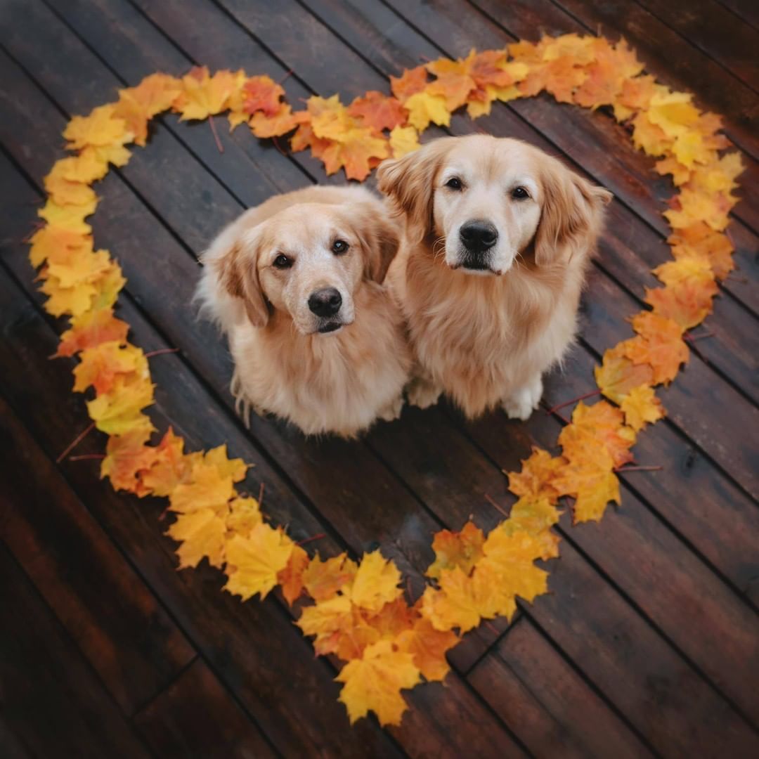 9GAG's tweet photo. I’m FALLing for these colors 🍁

📷 lizzie.bear | IG https://t.co/8Bc4sOTSqh