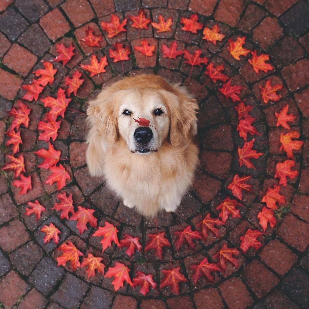 9GAG's tweet photo. I’m FALLing for these colors 🍁

📷 lizzie.bear | IG https://t.co/8Bc4sOTSqh