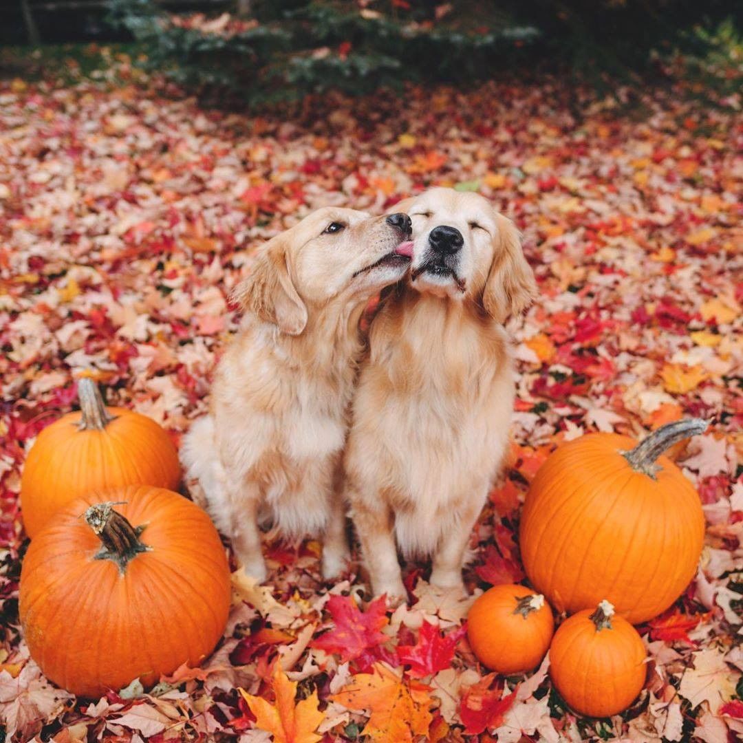 9GAG's tweet photo. I’m FALLing for these colors 🍁

📷 lizzie.bear | IG https://t.co/8Bc4sOTSqh