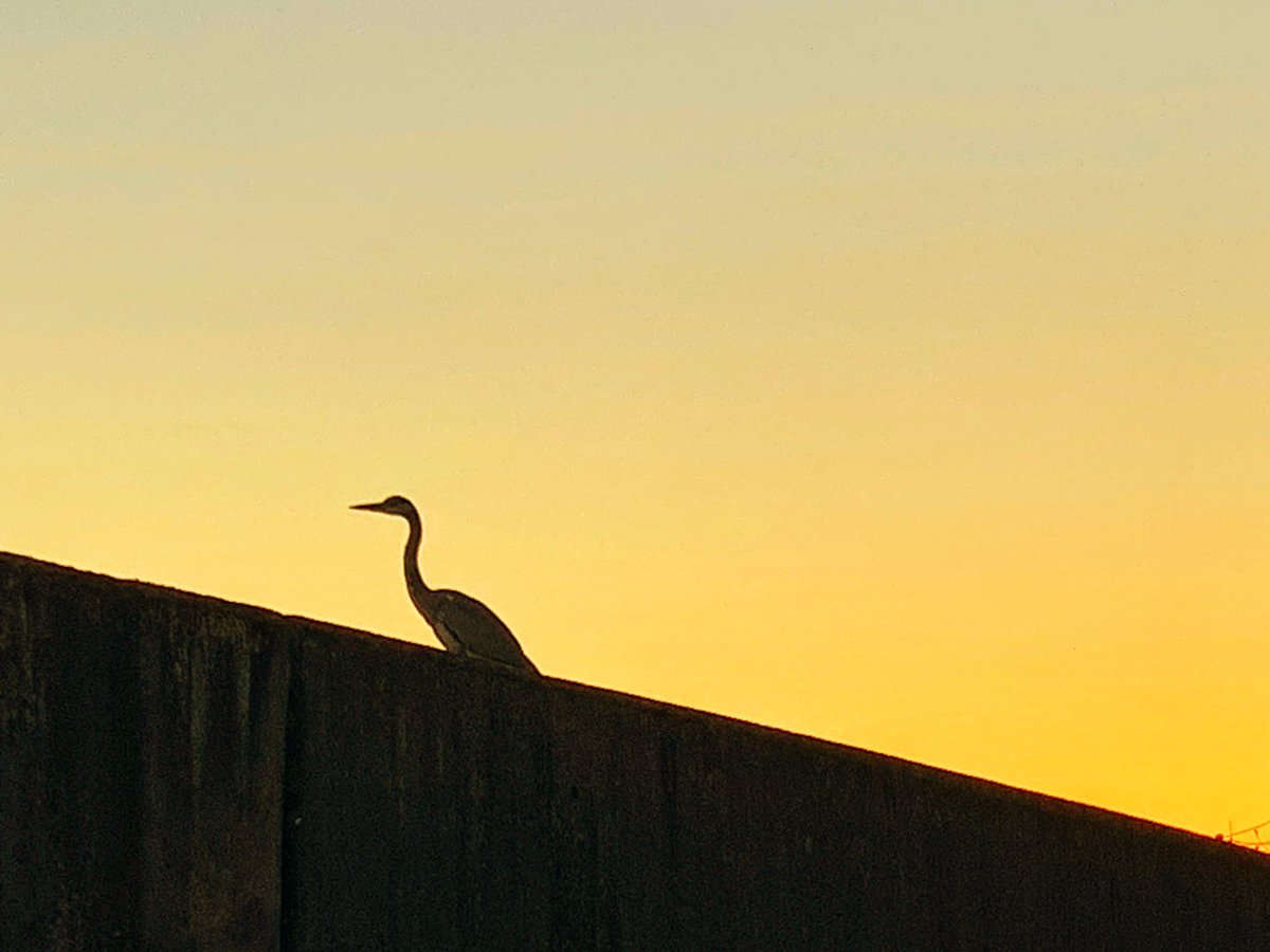 またな、鶴よ。