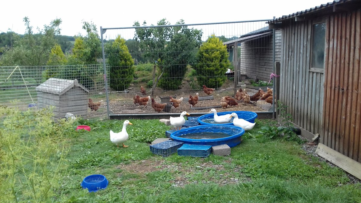 KnollHillFarm's tweet photo. Life On Knoll Hill Farm Is Continuing.
Our Guests May Have Left For Lockdown,
But Our Permanent Residents Are Still Here, Enjoying Life.
#earlybiz #vaaction #getaway #staycation2020 https://t.co/cg4GvXrsmy