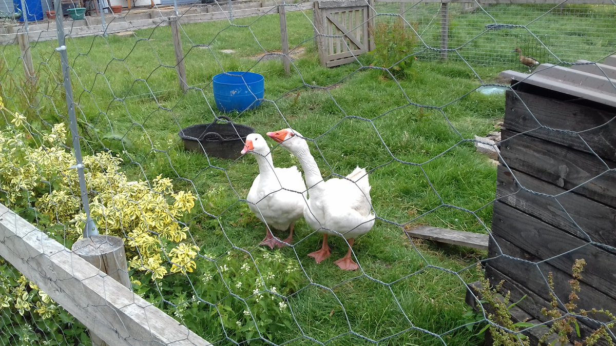 KnollHillFarm's tweet photo. Life On Knoll Hill Farm Is Continuing.
Our Guests May Have Left For Lockdown,
But Our Permanent Residents Are Still Here, Enjoying Life.
#earlybiz #vaaction #getaway #staycation2020 https://t.co/cg4GvXrsmy