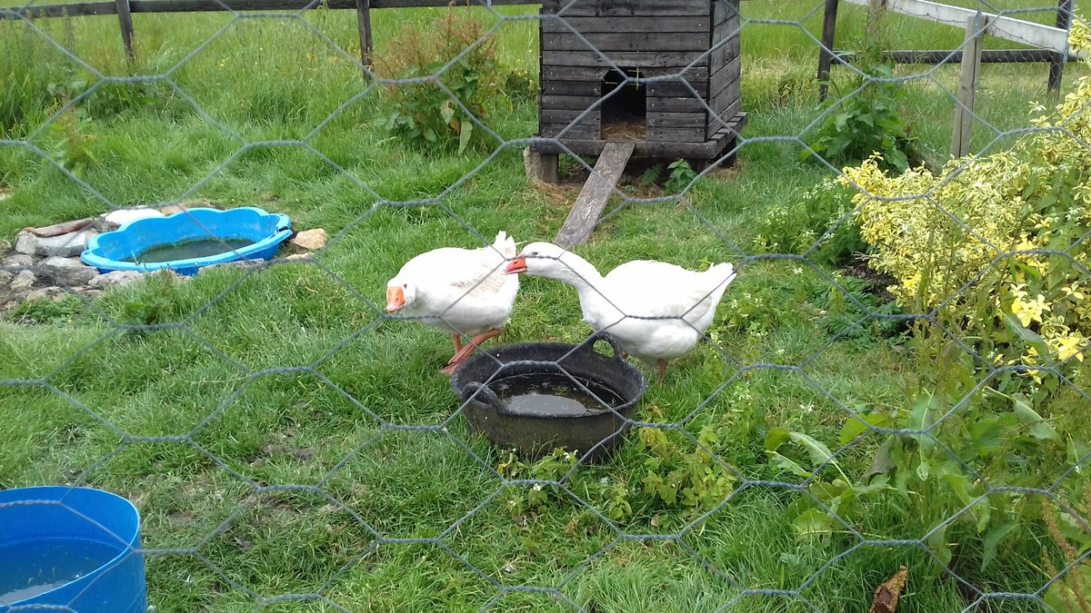 KnollHillFarm's tweet photo. Life On Knoll Hill Farm Is Continuing.
Our Guests May Have Left For Lockdown,
But Our Permanent Residents Are Still Here, Enjoying Life.
#earlybiz #vaaction #getaway #staycation2020 https://t.co/cg4GvXrsmy