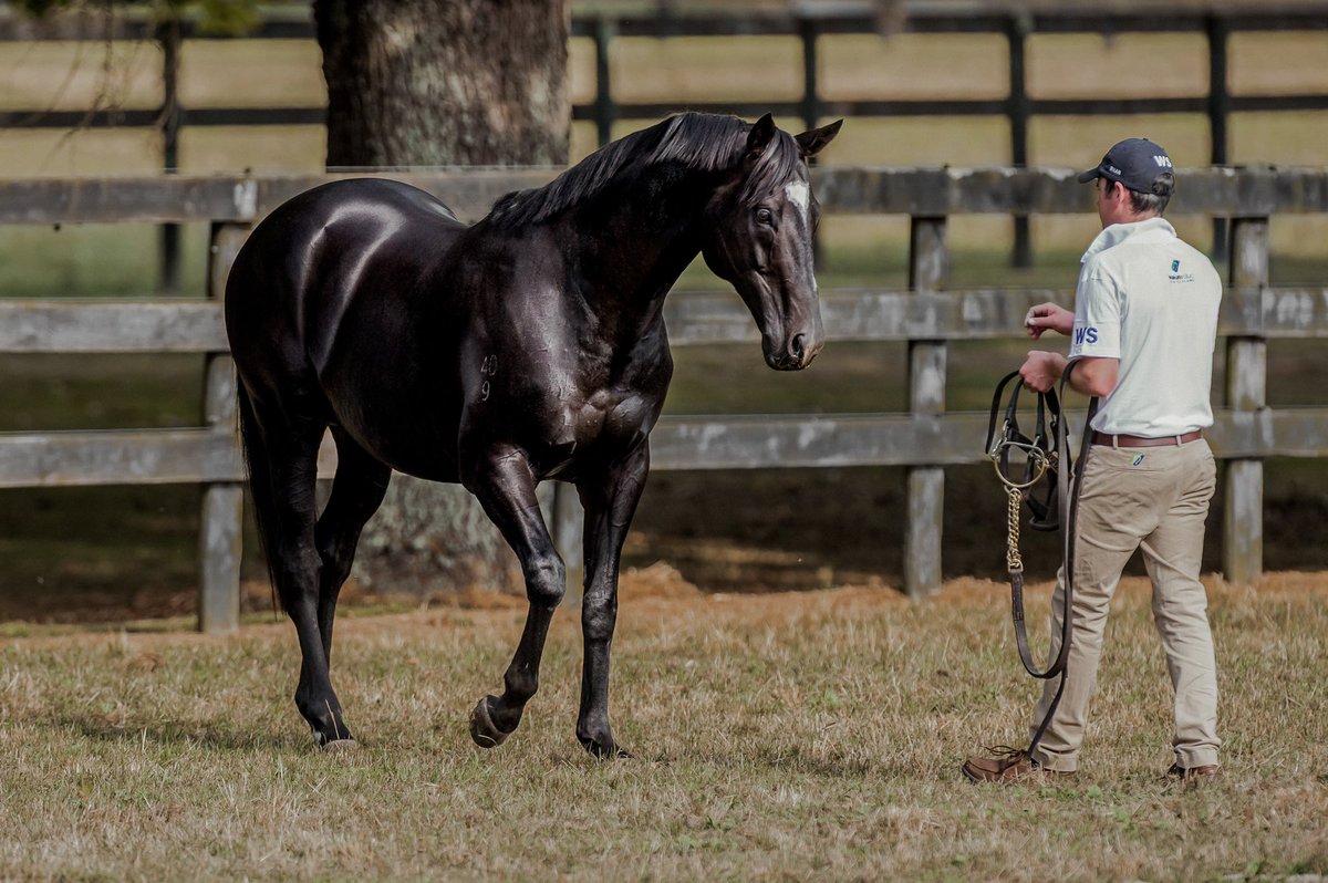 Waikato Stud tweet media