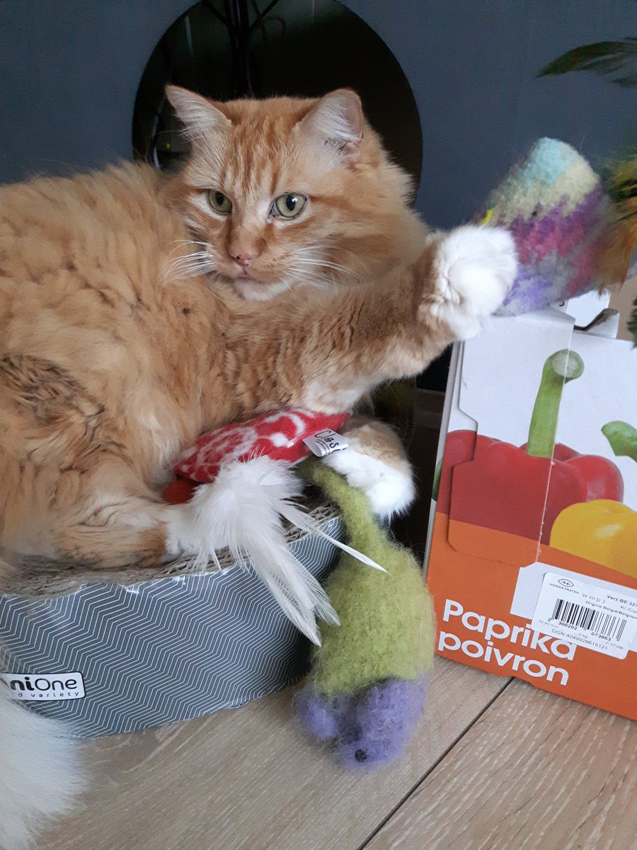 Gud mornin, as far as Lady Troel's concerned, todaye bes a "hoard yur <a href="/clasicats/">Clasicats</a> toys" daye. #ThursdayMotivation