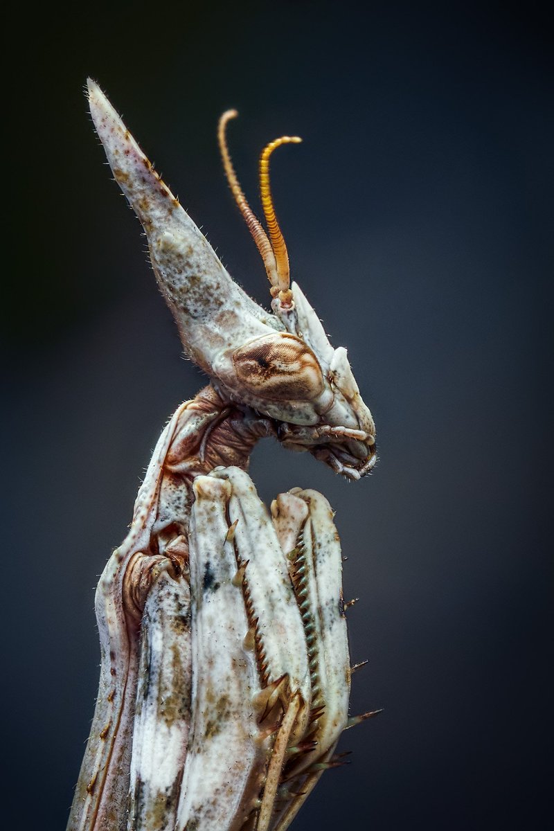 entofito's tweet photo. Uzaylı olduğunu söyleyebilirim ama kanıtlayamam 🛸
#mantid #peygamberdevesi #mantidae #böcek #uzaylı #entomology #entomoloji #insect https://t.co/QtBQhDvvQs