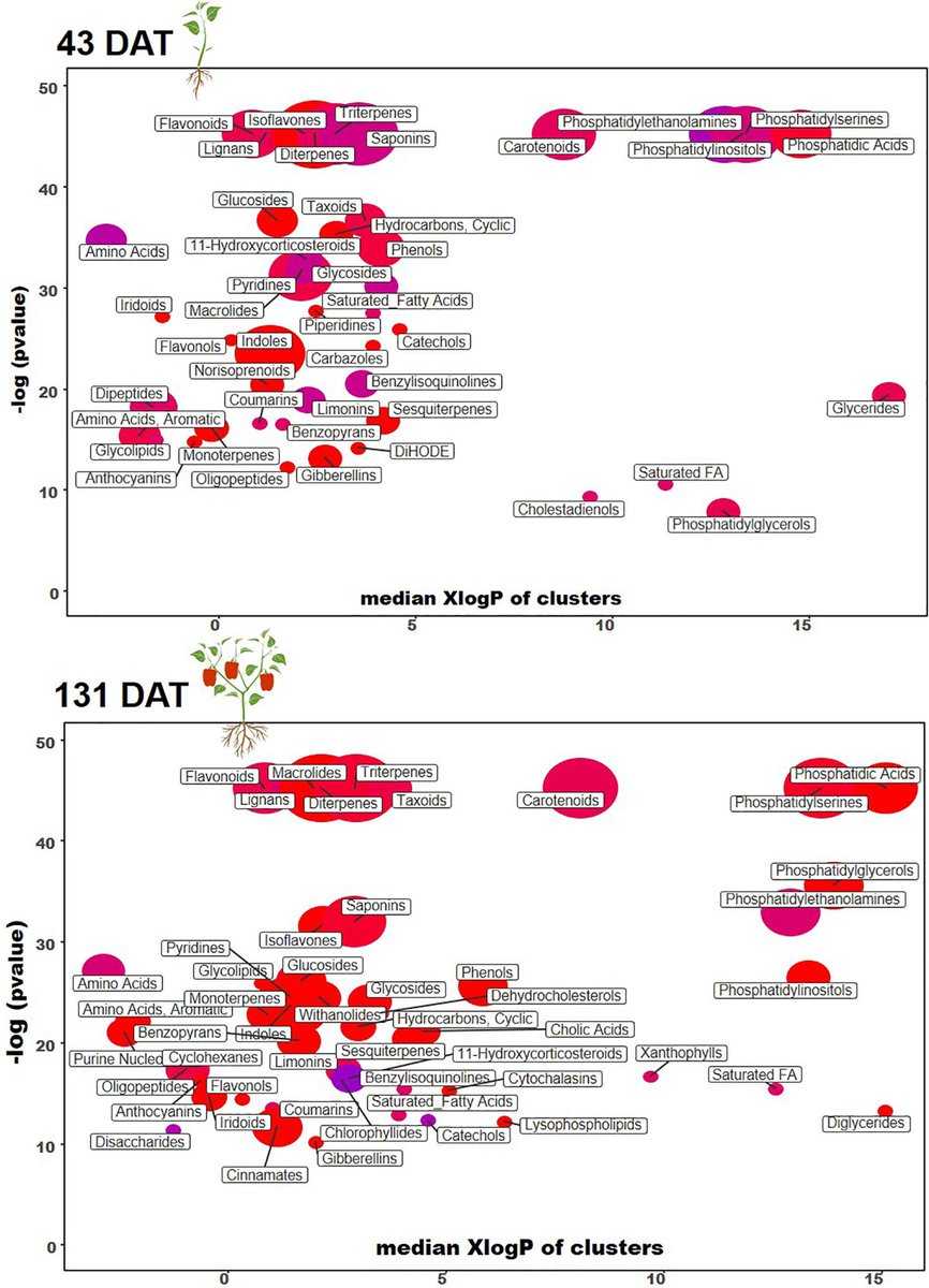 Paolo Bonini tweet media