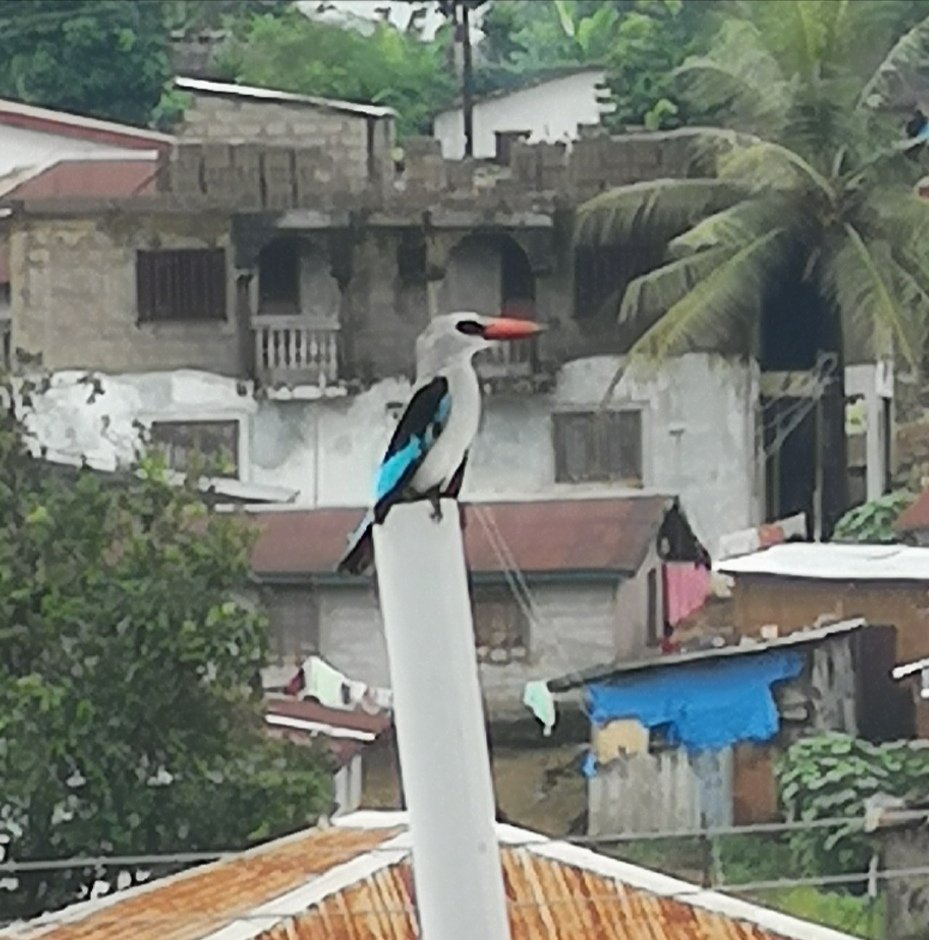 TransformSalone's tweet photo. How blessed were we to spot this chap in our local neighbourhood. We believe him to be a Woodland Kingfisher πΈπ±π
#transformsalone #charity #registeredcharity #sierraleone #sweetsalone #salone #westafrica #africa #africannature #woodlandkingfisher #bird #nature #africanwildlife https://t.co/WVQ0sWtY73