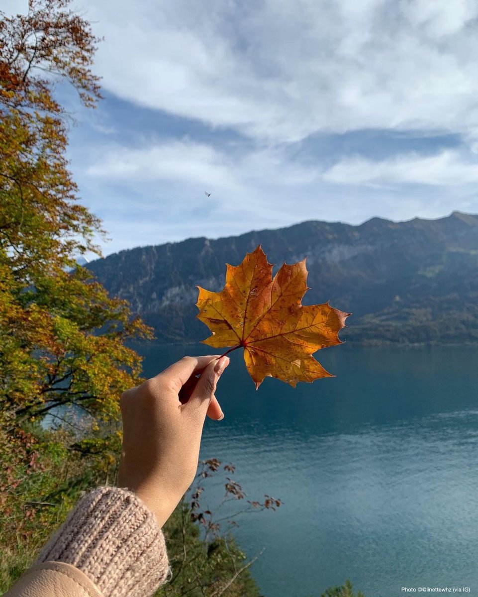 MySwitzerlandNL's tweet photo. Zo simpel, zo prachtig, #herfst! Bedankt voor jullie creatieve #Fanfoto’s #toeaanZwitserland

📍 @fribourgregion, @AdelbodenLenk, @ilovezug https://t.co/I3MltFkFhU