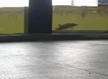 jtconstructs's tweet photo. Not greatest quality but had to share, sent to us by our client. From the project on Windermere we did last year. Lower floor patio doors designed for submersion when lake is high. A little Pike saying hello! #aquariumatthewindow #aquariumlife #construction #constructionuk #pike https://t.co/SCsLoCiw1f
