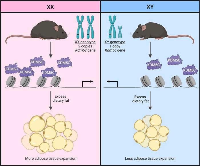 Prof_M_Ristow's tweet photo. X-chromosome dosage of #histone demethylase KDM5C determines #sex differences in #adiposity. #genetics #metabolism #adipose #obesity https://t.co/ohgkP3RvSu https://t.co/GscoNlhyXZ