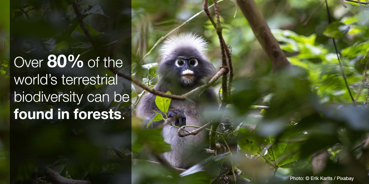 IUCN's tweet photo. The loss of #forests threatens the survival of many species and reduces their ability to provide essential services.

Discover how forest landscape restoration can reverse these losses in our Issues Brief https://t.co/KuCszKVsYt @IUCN_forests https://t.co/vifUwdpLD1