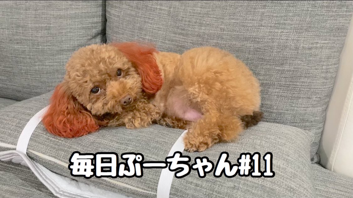 トイプードルぷー tweet media