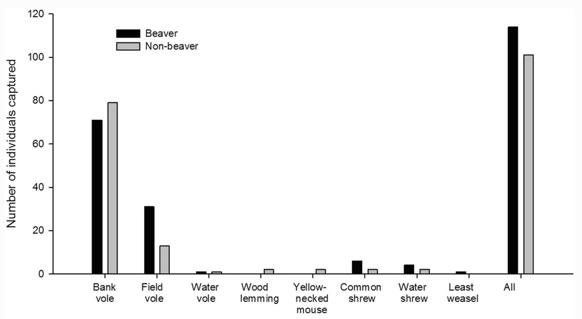 WenfeiLiao's tweet photo. Our new paper published on @MammRes shows #beaver-modified habitats have different species composition of small #mammals compared with control sites.

Find out in our paper via link https://t.co/z1c0bsAYgE

#vole #shrew #mouse #lemming #weasel #SmallMammal https://t.co/AgFH0JOQhv