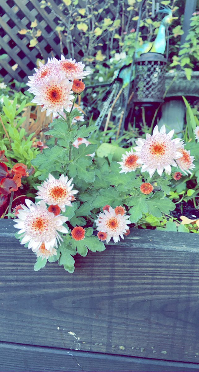 LjjSurfacingLtd's tweet photo. Good Morning World!

It’s a cold start here in #Ashford #Kent at only 1 degrees celsius when I stepped outside earlier!🥶❄️

Very grateful for the beautiful winter sunshine &amp; some delightful winter colours in the garden too!☀️🤗

Wishing you all a peaceful day! 😘 #thursdayvibes https://t.co/3vwDIlintQ