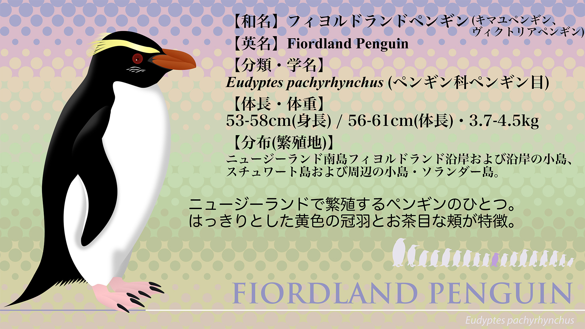 一ノ宮ガユウ フィヨルドランドペンギン ニュージーランド 固有の ペンギン のひとつ 日本国内ではお目にかかれない 会いたい 一ノ宮ガユウ フィヨルドランドペンギン ニュージーランド 固有の ペンギン のひとつ 日本国内ではお目にかかれない 会いたい