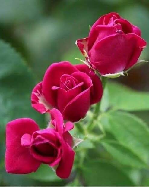 HamitKaraman9's tweet photo. #SEVGİLİ #GÜZEL #İZMİR #GEÇMİŞ #OLSUN #SİZİN #ACINIZ #BİZİM #ACIMIZ #TC #HALKLARI #YANINIZDA❤️
Mutlu sabahlar günaydın rojbaş arkadaşlar covid19 coronavürüsten korunmak devletin koyduğu kurallara uymak zorunlu uygun mesafe maske kullanmak ülkemiz ve dünya sağlığı için önemli ❤️ https://t.co/XFXnIKxmc3
